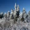 Frozen Taiga north of Fairbanks.