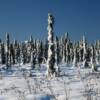 More beautiful frozen pines.
Along the Elliott Highway.