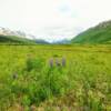 Canyon Creek Valley.
Mile 56 Seward Highway.