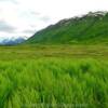 Canyon Creek Valley.
'blowing tall grass'
Seward Highway