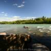 Kenai River.
'sitting ptarmigan'
Soldotna, AK.