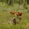 Alaskan moose & her 2 calves.
Near Kasilof, AK.