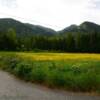 Yellow June Fireweed.
Near Hope, AK.