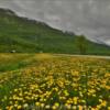 Blooming Dandelions.
Near Valdez, AK.