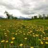 More dandilions in bloom.
Near Valdez.