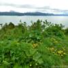 Kachemak Bay.
(near the end of
East End Road)