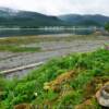 Southern Gastineau Shore.
(looking across at Douglas)
Juneau, Alaska.