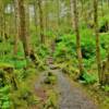 Mosquito Cove Trail.
(Mile 7.2)
Halibut Point Road.
Sitka, Alaska.