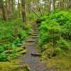 Mosquito Cove Trail.
(close-up)