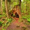 Another ominous tree stump.
Baranof Island, AK.