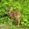 1-month old
Black Tailed fawn.
Near Kasaan, AK.