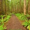 Another beautiful 
Rain forest trail.
Prince Of Wales Island.