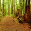 Ancient mammoth tree stumps
along the
Kasaan rain forest trail.