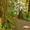 Lunch Creek Walking Trail.
Near Ketchikan, Alaska.