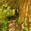 Settlers Cove 
Hiking trail.
Tongass Forest.
Near Ketchikan.