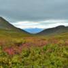 Hatcher Pass.
Blooming fireweed.
In September.