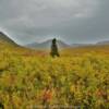 Lone Alaskan Pine.
Near Willow, Alaska.