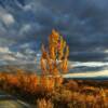 Lone September Balsam.
Denali Highway.