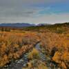 Autumn ground foliage 
along the Denali Highway.