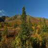 Alaska's Denali Pines.
In mid-September.