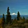 Mount Redoubt.
(through the pines)