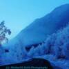 Glistening Trees-Alaska's Old Glenn Highway