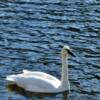 Tern Lake.
Grazing Duck.