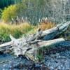 Classic driftwood.
Seward, Alaska.