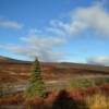 Lone-standing pine.
Mile 67.
Nome-Teller Highway.