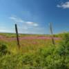 Pond of brilliant fireweed.
Near Nome, Alaska.