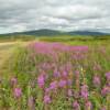 Beautiful July fireweed.
West of Nome.
