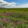 More Alaska fireweed.
Near Nome, Alaska.