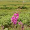 July Alaska fireweed.
(close up view)