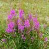 More Alaska fireweed.
East of Nome, Alaska.