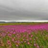 Fireweed in full bloom.
East of Nome.