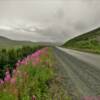 (Mile 45) Nome-Council Road.
Brilliant July fireweed.