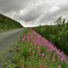 (Mile 42) Nome-Council Road.
More brilliant July fireweed.