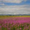 More brilliant July fireweed.
Mile 19
Nome-Council Road.
