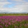 Another peek at this bright
July Alaskan fireweed.
Mile 19
Nome-Council Road.