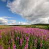 Blazing Alaska fireweed.
Near Nome.