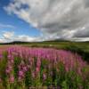 More brilliant July fireweed.
Near Nome.