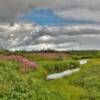 More fluorescent fireweed.
Just east of Nome.