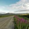 Mile 16.
Nome-Teller Road.
Brilliant fireweed.