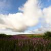 More August Fireweed.
Mile 24.
Nome-Teller Road.