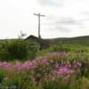 Wyatt Earp's old cabin.
Near Nome, Alaska.