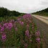 More Alaska fireweed.
Kougarok Road.