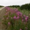 Kougarok Road.
(looking north)
Brilliant July fireweed.