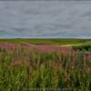 Rolling field of fireweed.
Mile 81.
Kougarok Road.