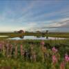 The same fishing camp
on a clear evening.
Nome, Alaska.