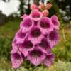 Beautiful August Foxglove.
Seldovia, Alaska.